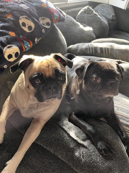 /images/uploads/pug nation rescue of los angeles/pugnation2024/entries/30800thumb.jpg